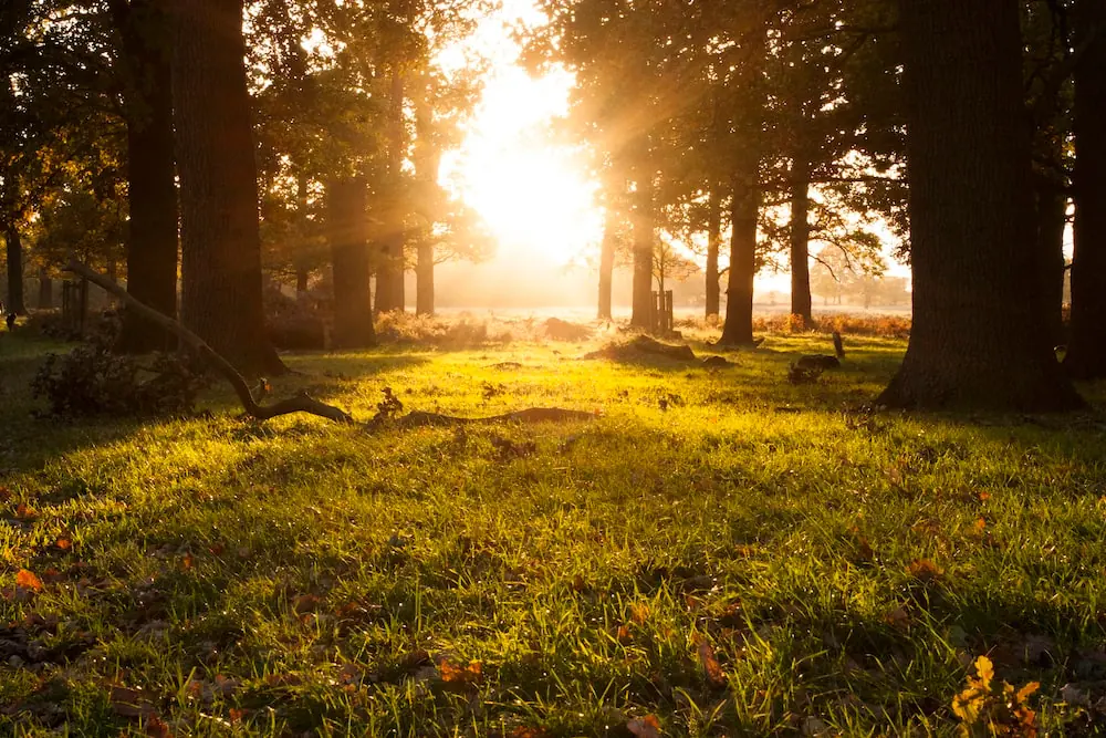 Low sun through an open forest